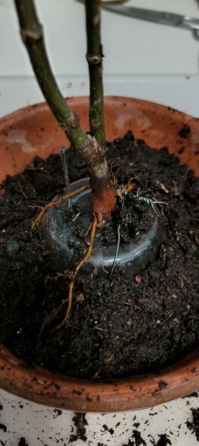 arce atropurpureum