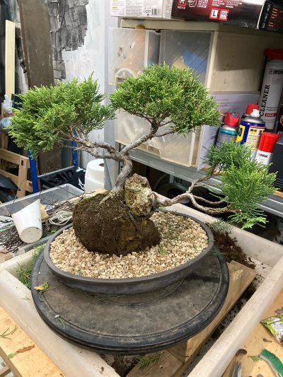 #42 Juniperus Chinensis sur roche