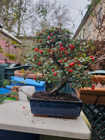 Cotoneaster horizontalis