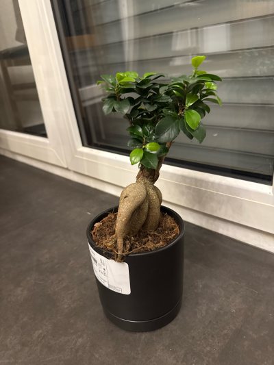 Bonsai