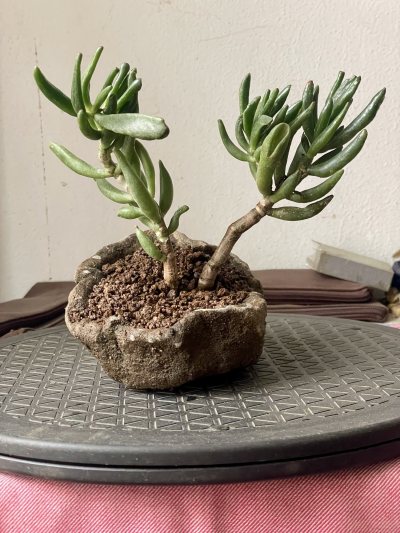 Arbre de Jade gollum