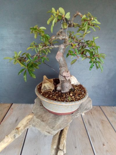 Pyracantha