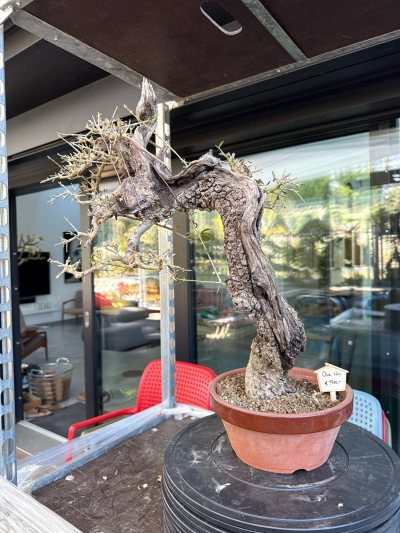 Wildolive 22 / ID9