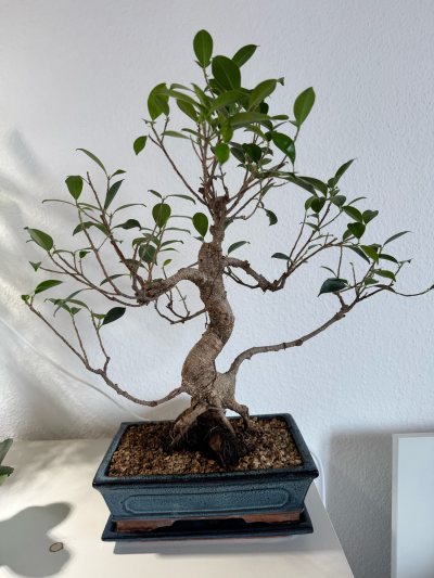 Ficus Retusa