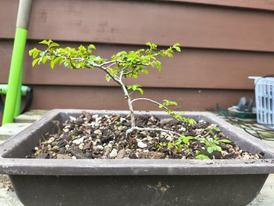 Chinese Elm 015