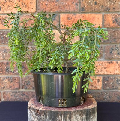 Sticky Wattle