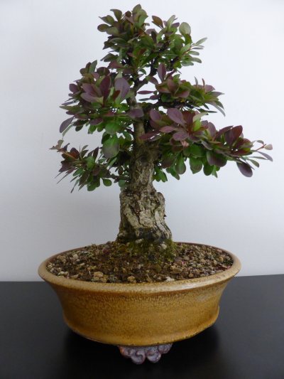 Shohin Berberis