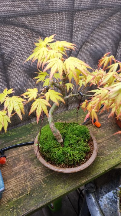Acer moyogi katsura