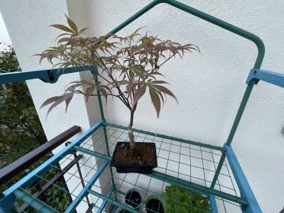 Acer dojoshi Nomura