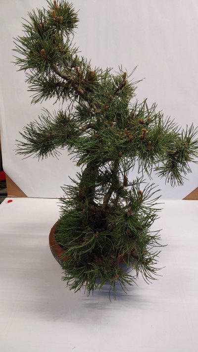 Pinus sylvestre