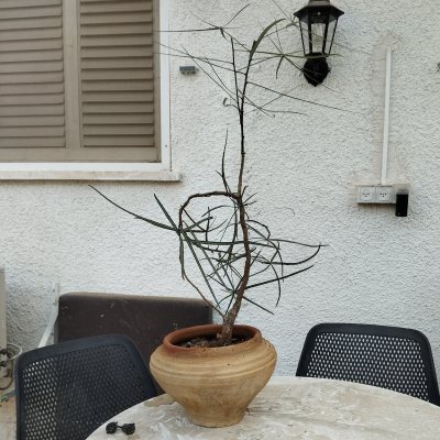 Брахихитон наскальный 🌳БрН16