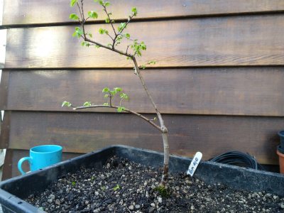 Chinese Elm 010