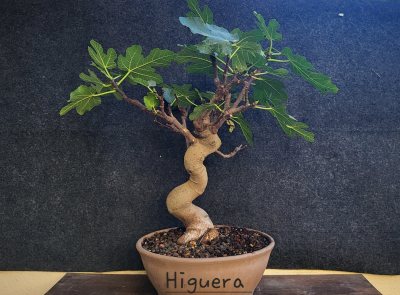 Higuera grande