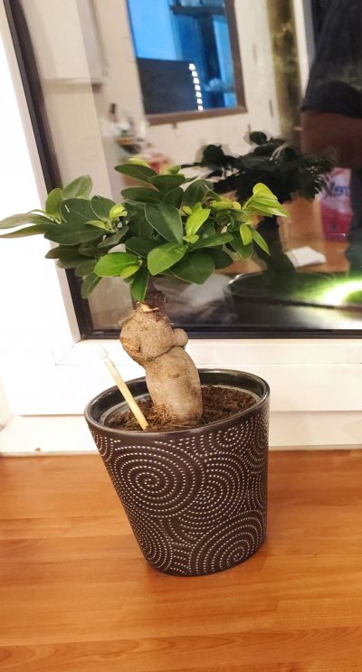 Ficus Ginseng