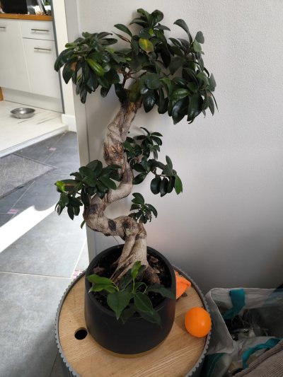 Ficus 1