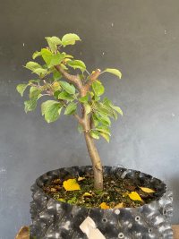 छंटाई - 16/10/22 - Photo 1/1
