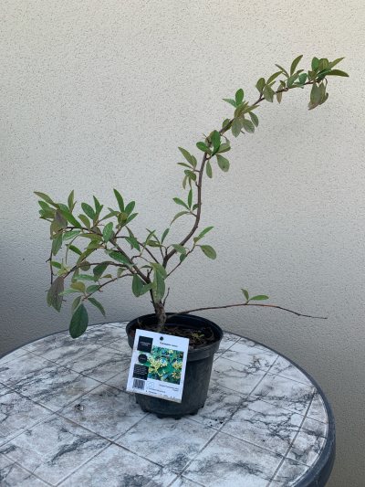 Cotoneaster 45