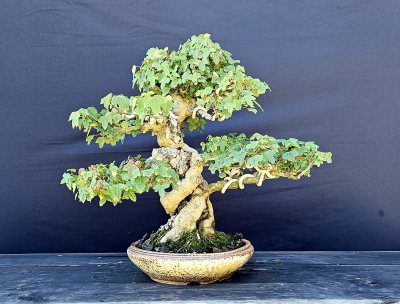 Maple Trident twist