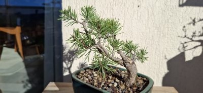 Pin sylvestre BCE