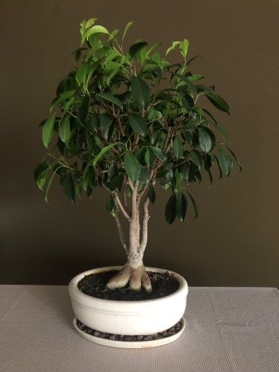 Ficus