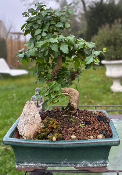 Ligustrum