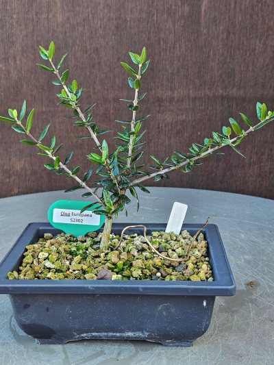 Olea Europaea