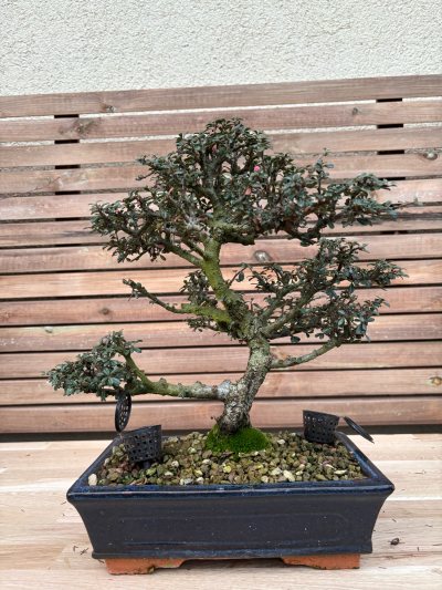 Cotoneaster