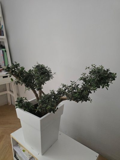 Pinfli