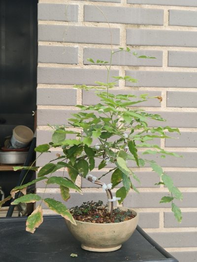 Glicinia