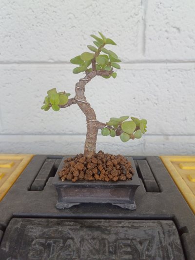 Elephant Bush Bonsai 1