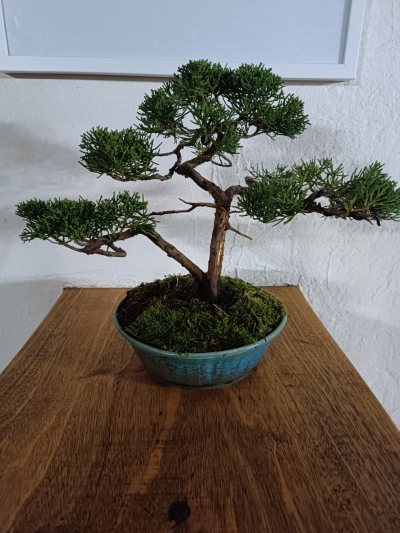 Juniperus chinensis Kishu 023