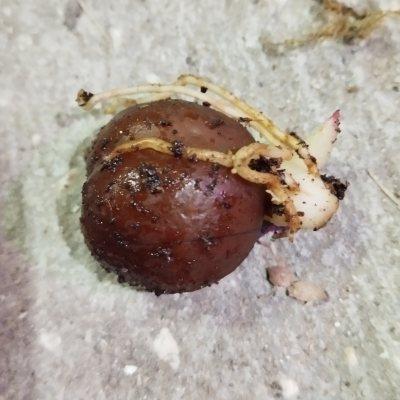 Салак, или Змеиный фрукт (Salacca zalacca)