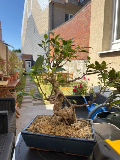 Ficus