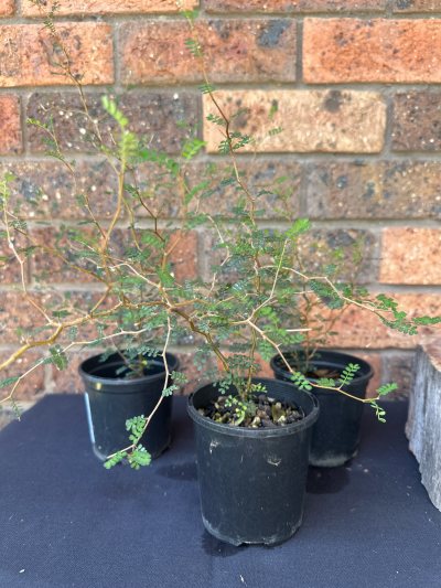 Kowhai Seedlings