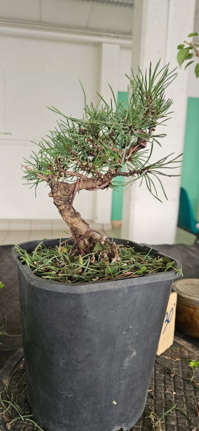 Pinus mugo 2