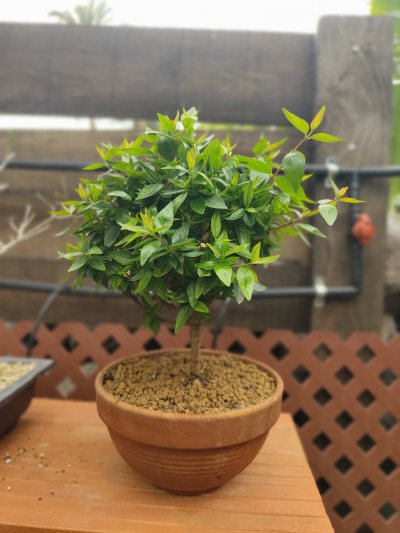 Abelia