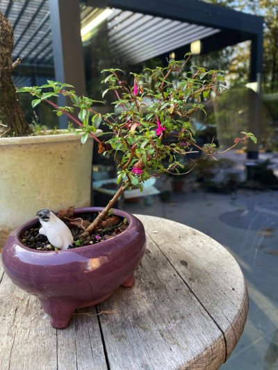 Fuchsia microphylla Kunth