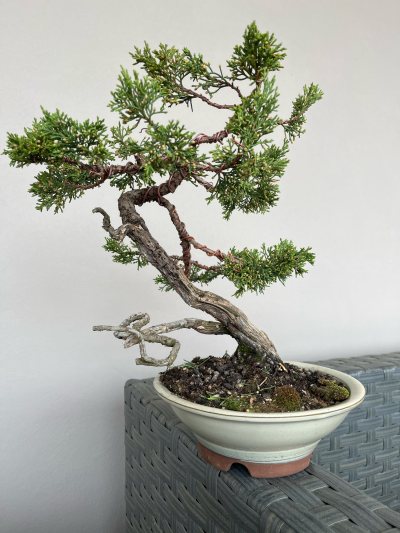 Ginepro Sabino