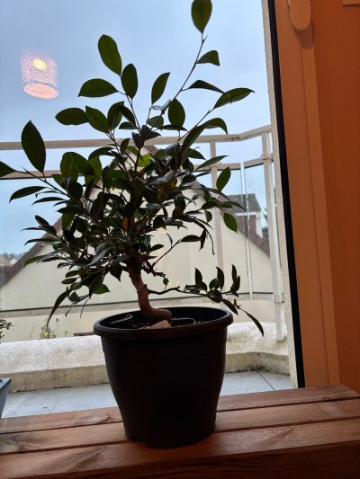 Ficus retusa