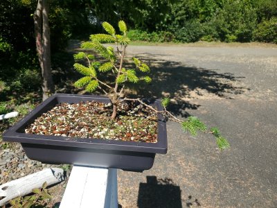Sitka Spruce