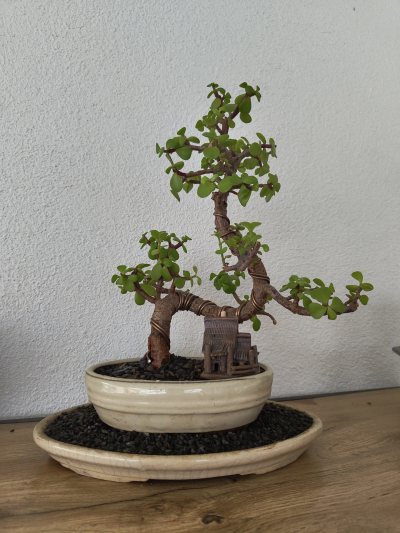 Geldbaum