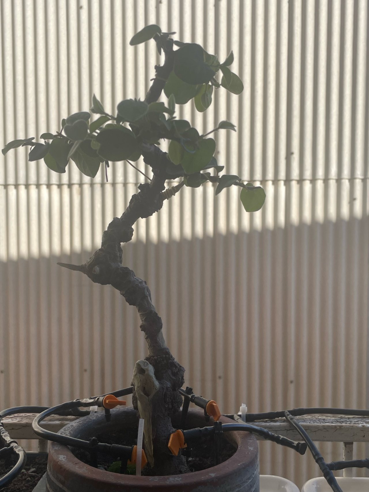 Photo 4