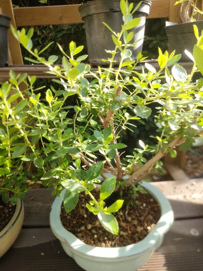 Escallonia rubra "Macrantha"