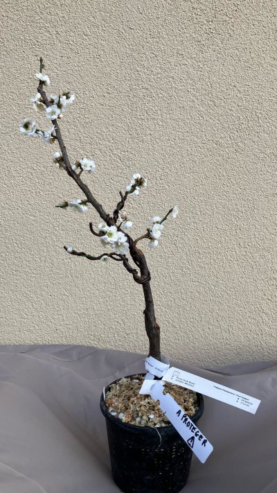 #55 Abricotier Japonais Bicolore Blanc