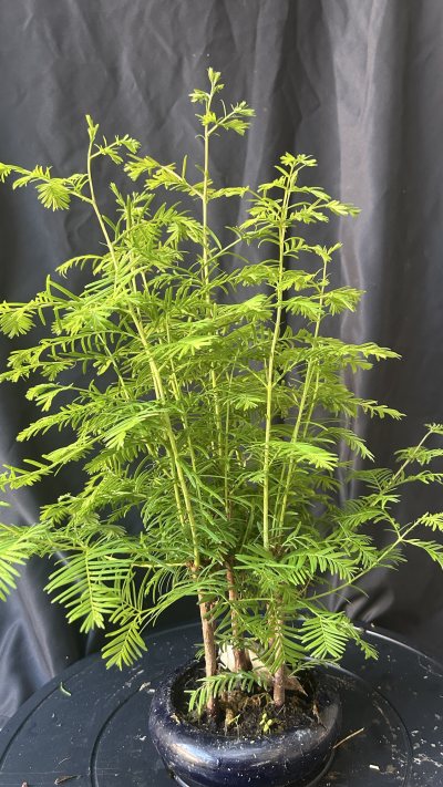 Metasequoia foret