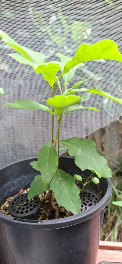 Pin Oak