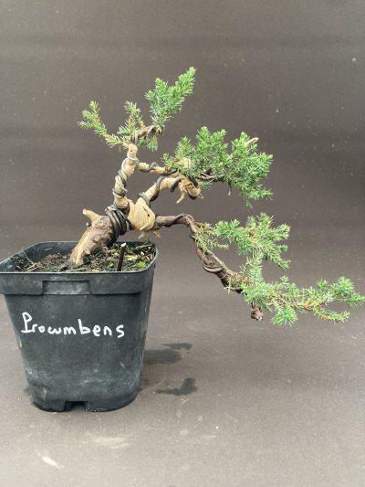 Shohin genévrier procumbens