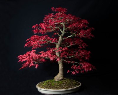Acer deshojo