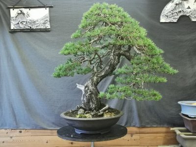 Pinus Sylvestris