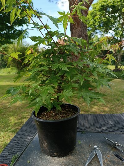 Acer palmatum